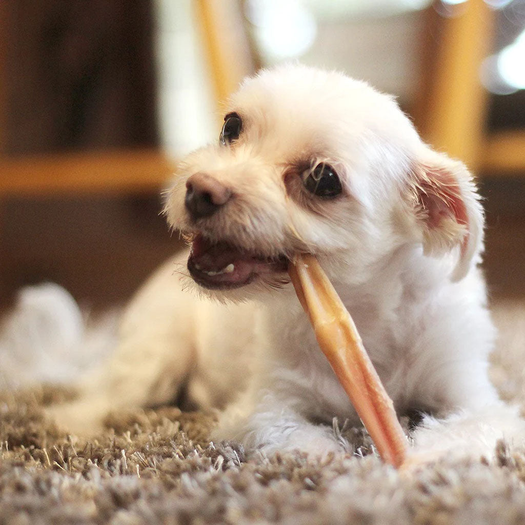 Dog chewing on 6" Thick Bully Stick Odor Free 8 oz