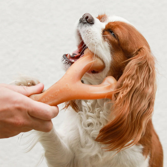 Dog chewing on Benebone Wishbone Chicken Flavor.