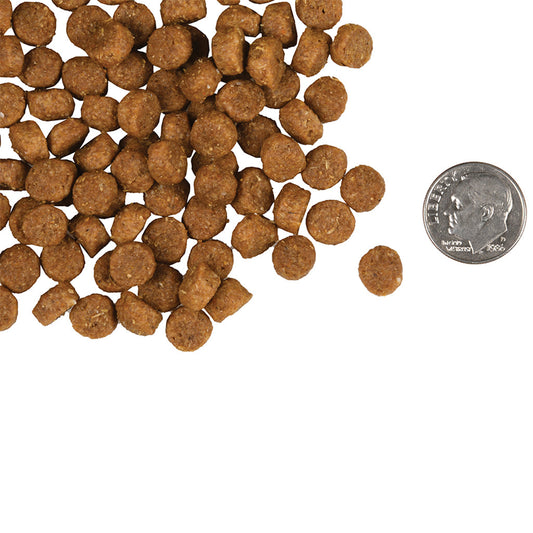 Gold Puppy kibble size compared to a dime.