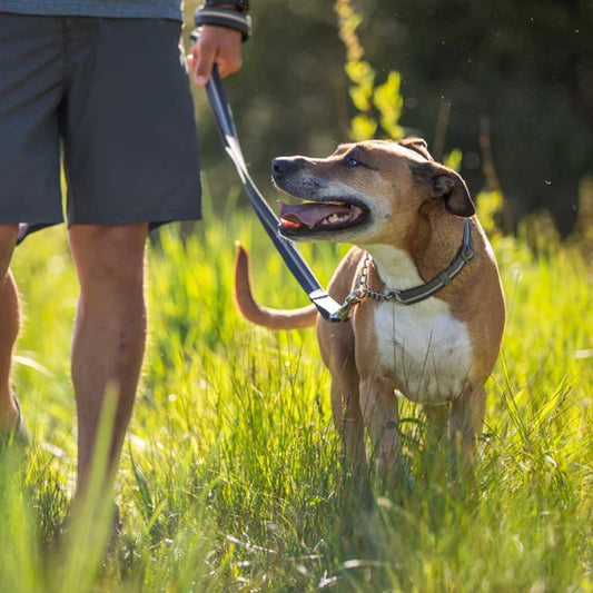 Dog being walked with Chain Reaction Martingale Collar