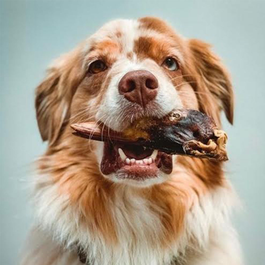 Dog with Raw freeze-dried Duck Head Dog Treat Vital Essentials