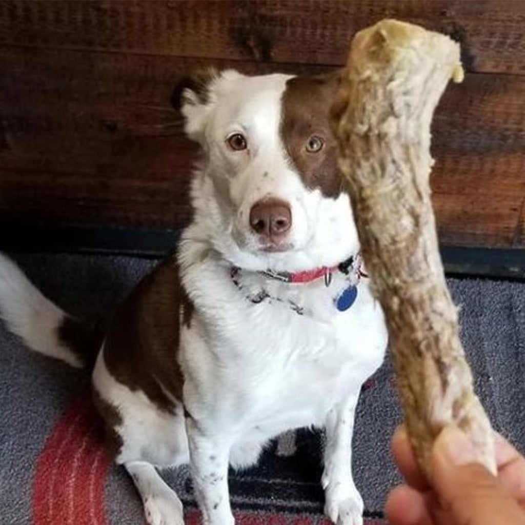 Dog with Raw Freeze-dried Duck Neck Treat Vital Essentials