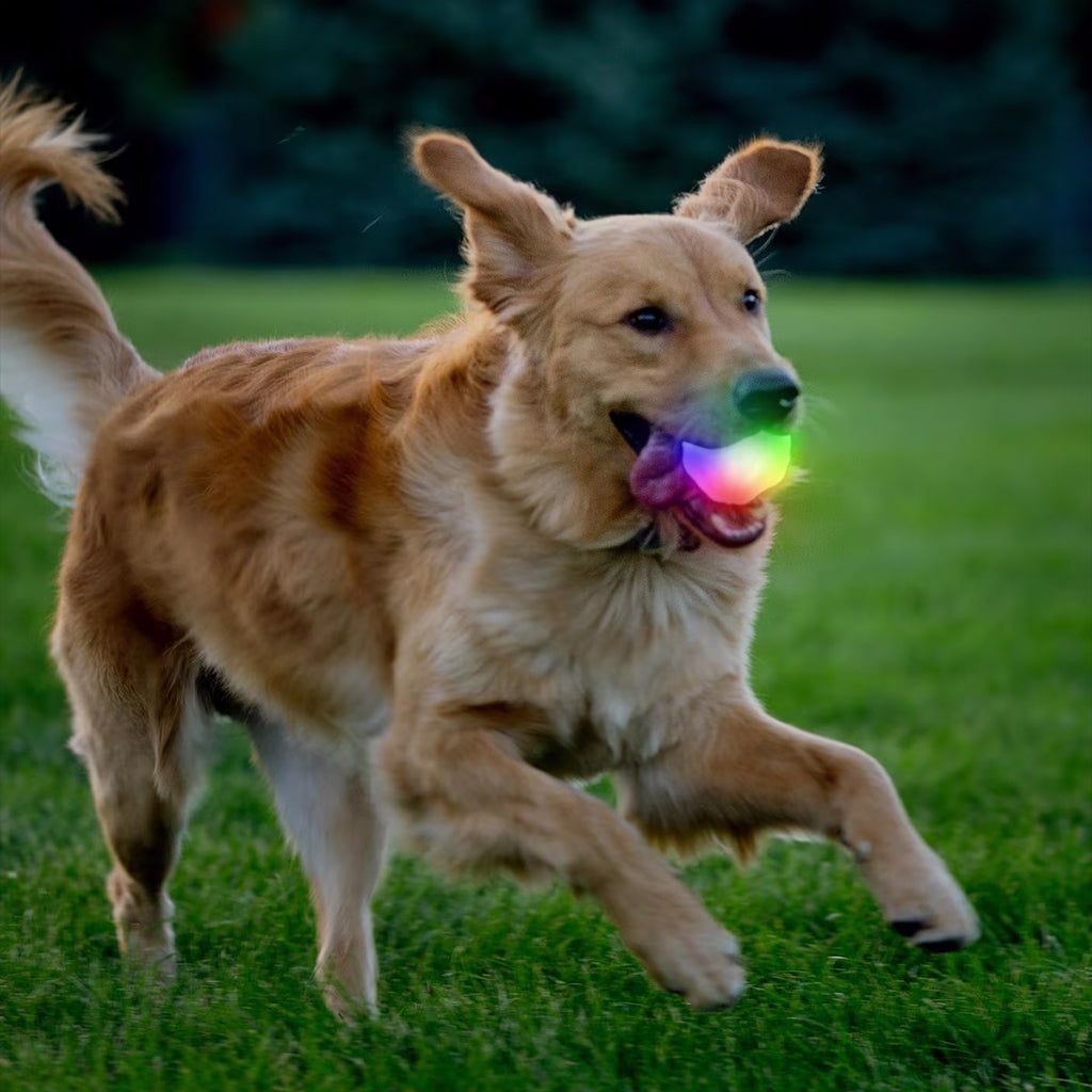 Dog playing with GlowStreak Wild LED Ball-Disc-O Dog Toy.