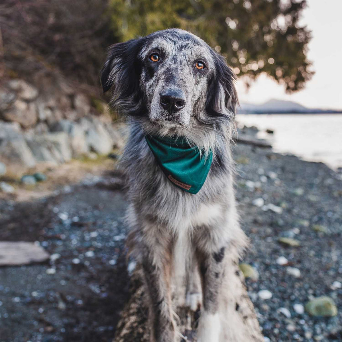 Dog wearing Evergreen Topo Bandana