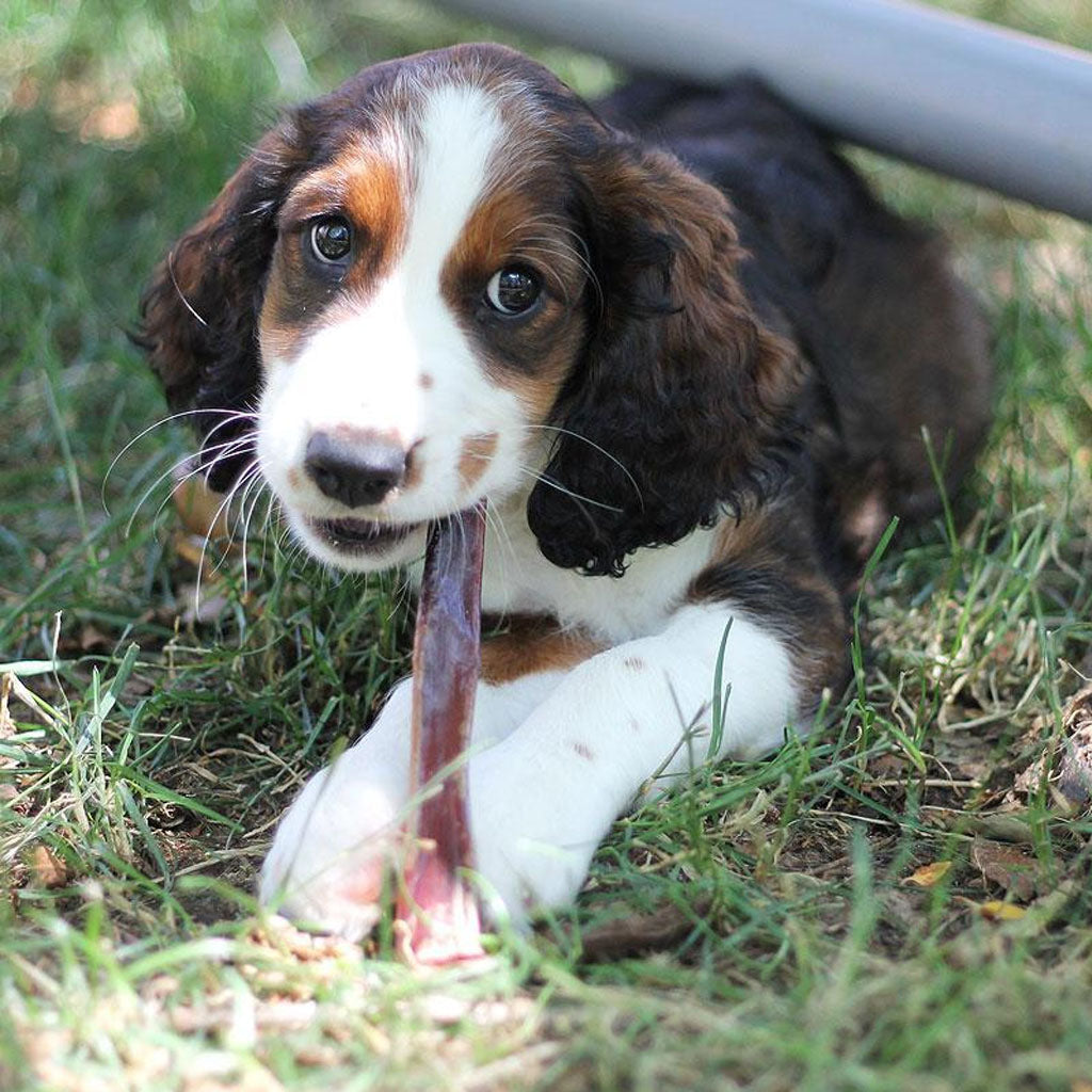 Dog chewing on 9" Mini Bull Stick Pack 6oz