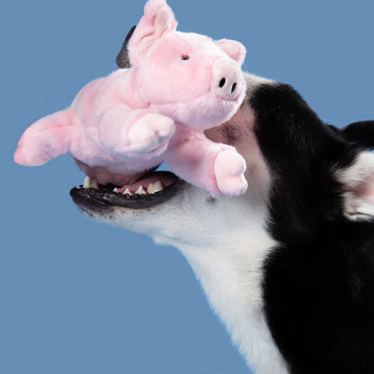 Dog playing with Petey Pig Plush Toy