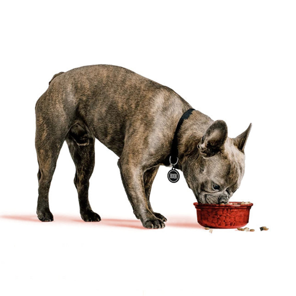 Brindle French bulldog eating dog food from a red bowl on a white background