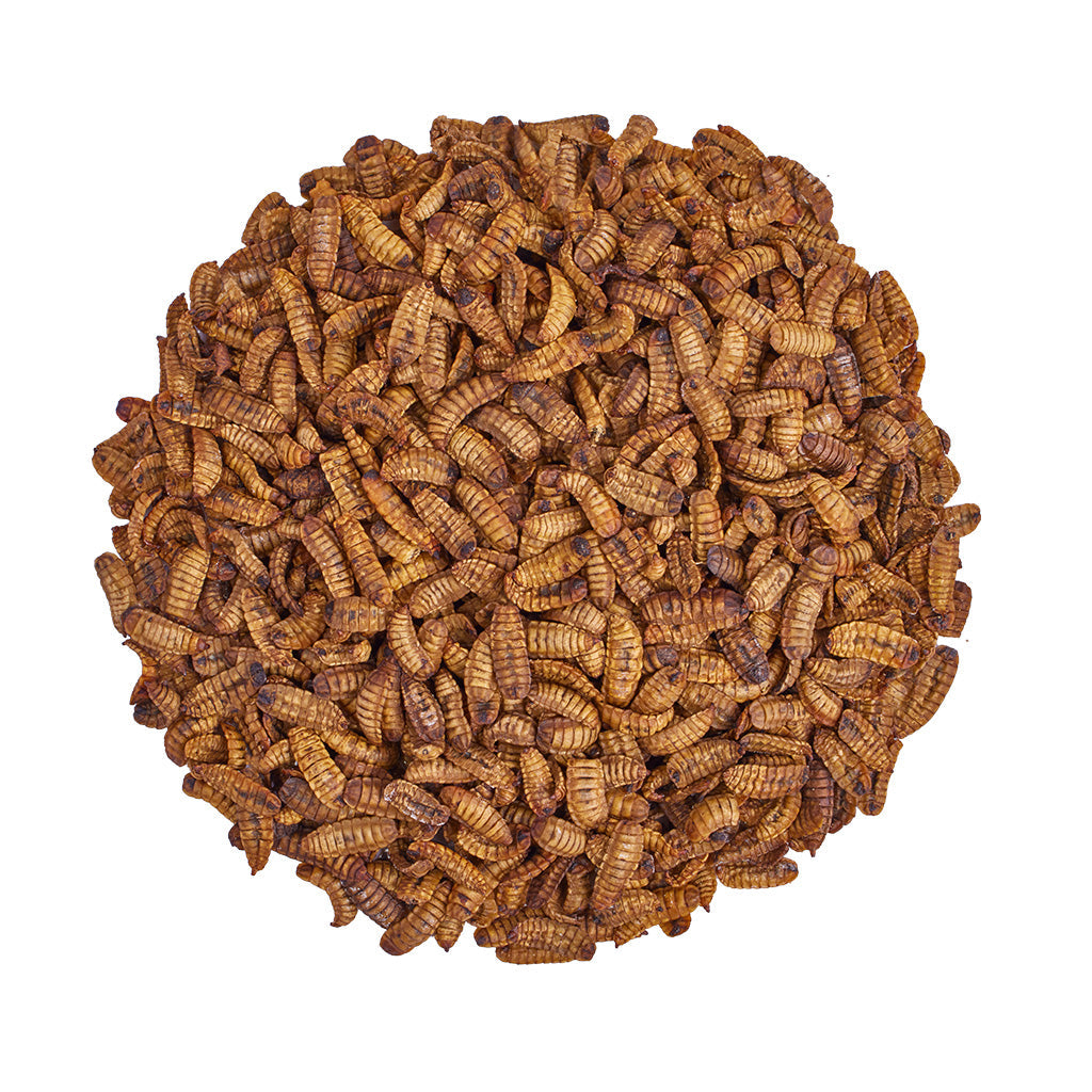 Grubs close up