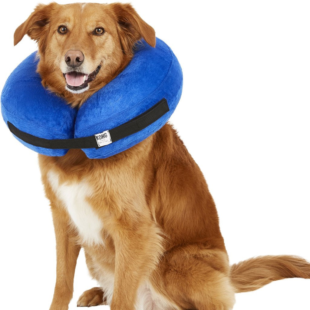 Golden-brown dog wearing a large purple KONG Cloud inflatable recovery collar.