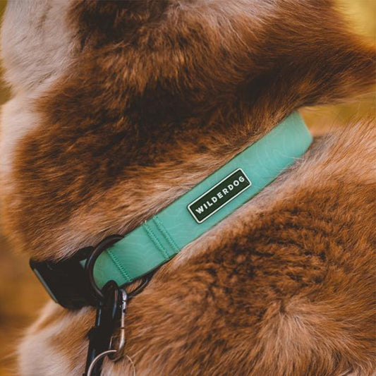 Seafoam Waterproof Collar