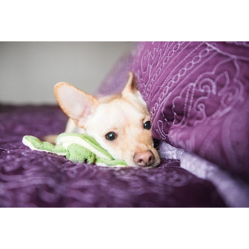 Small tan dog resting on purple bedding beside a green Fluff & Tuff Shelly Turtle plush toy.