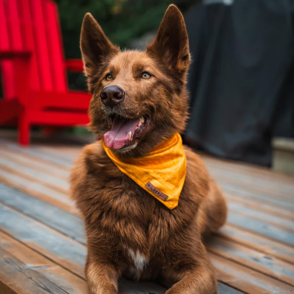 Dog wearing Mustard bandana