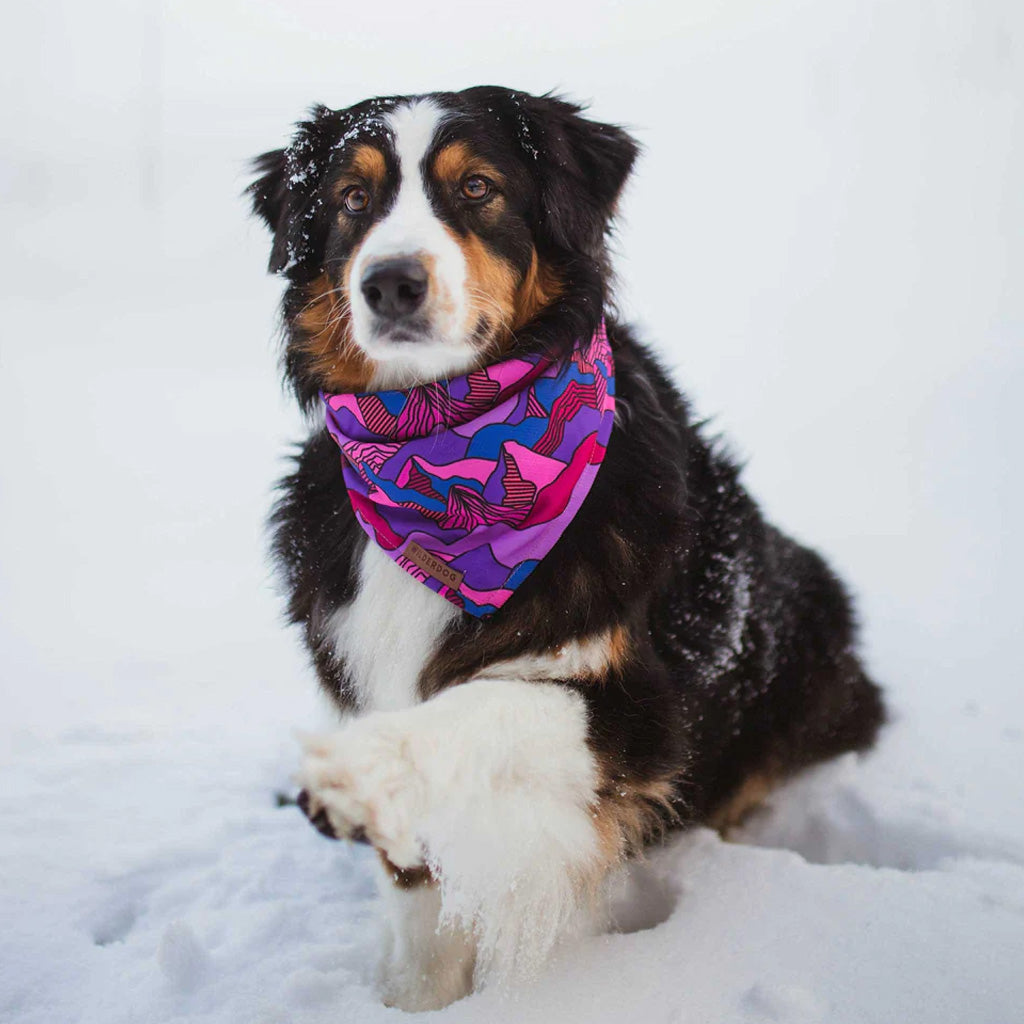 Dog wearing summit bandana