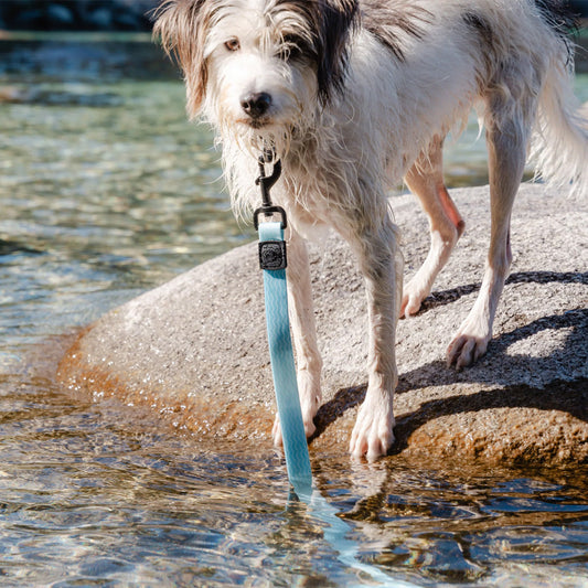 Saltwater Waterproof Leash
