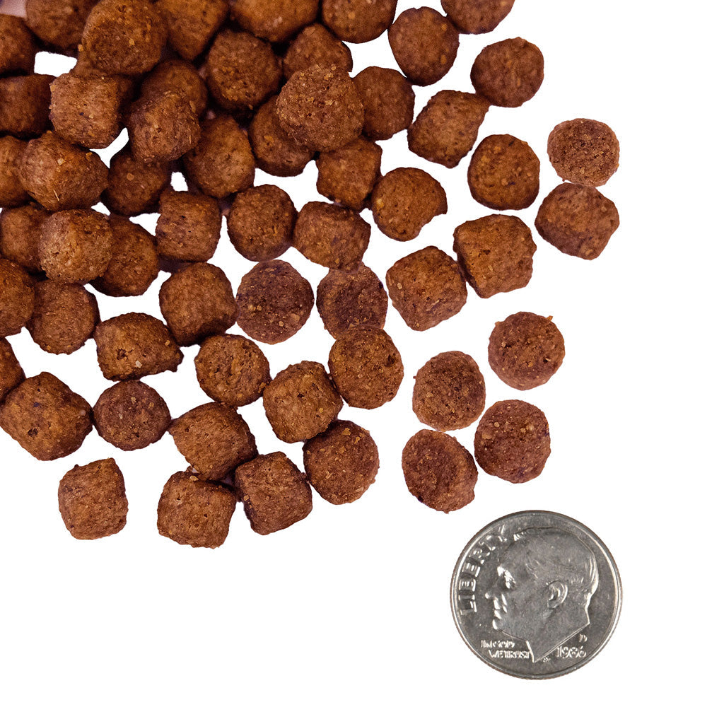 Fromm Nutritionals Sensitive Skin & Stomach salmon and whole oats kibble beside a quarter for size comparison
