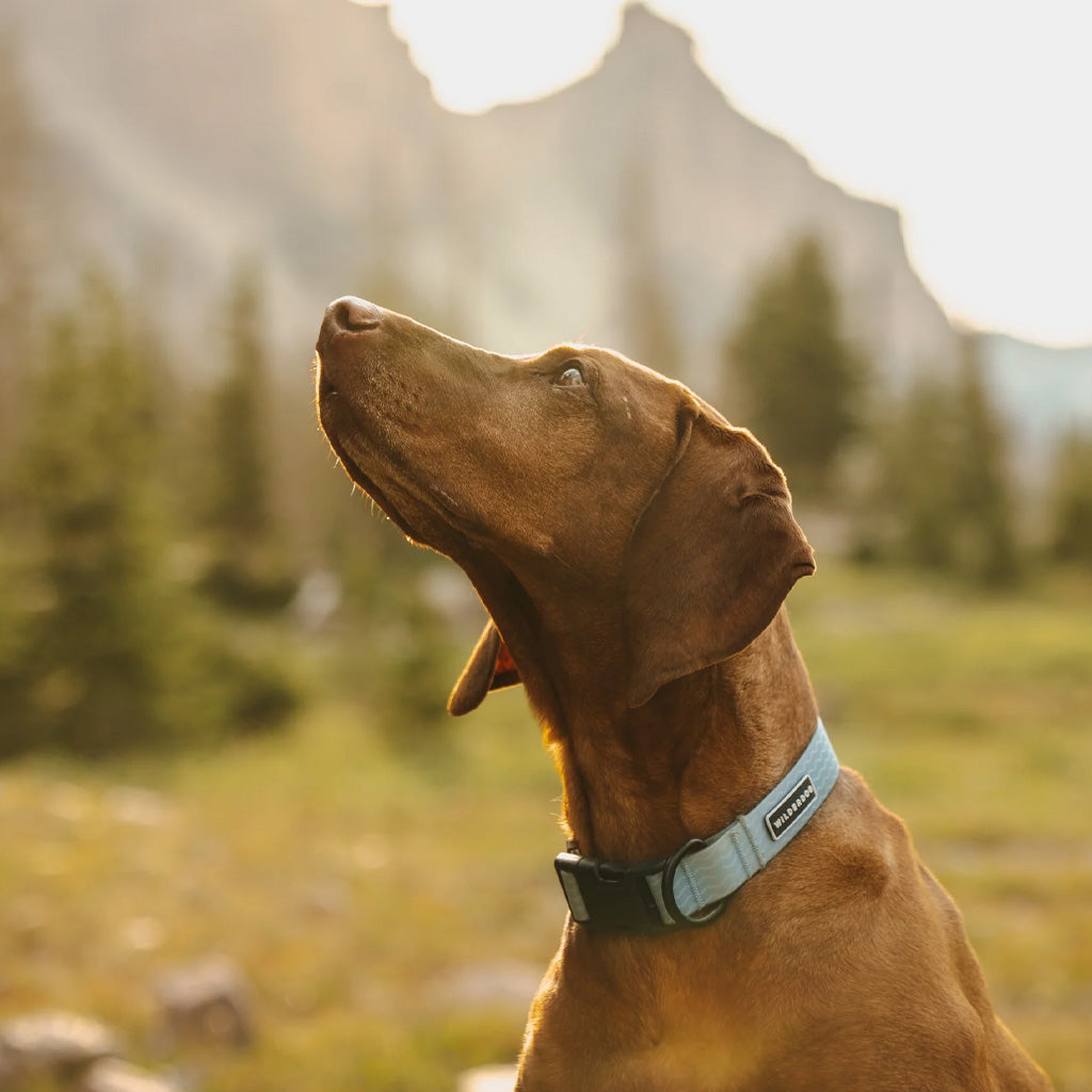 Saltwater Waterproof Collar