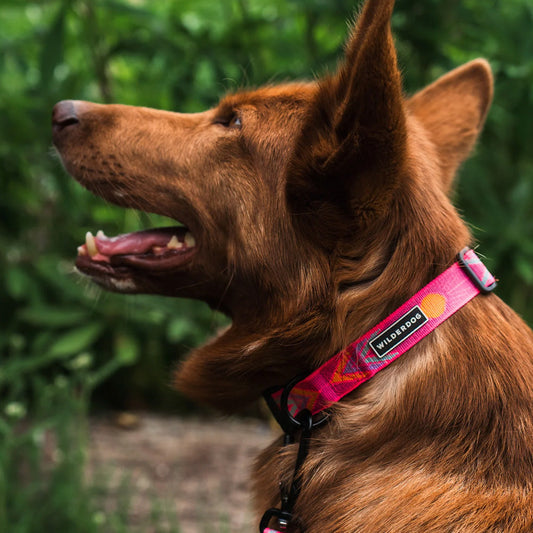 Playa Ultralight Collar