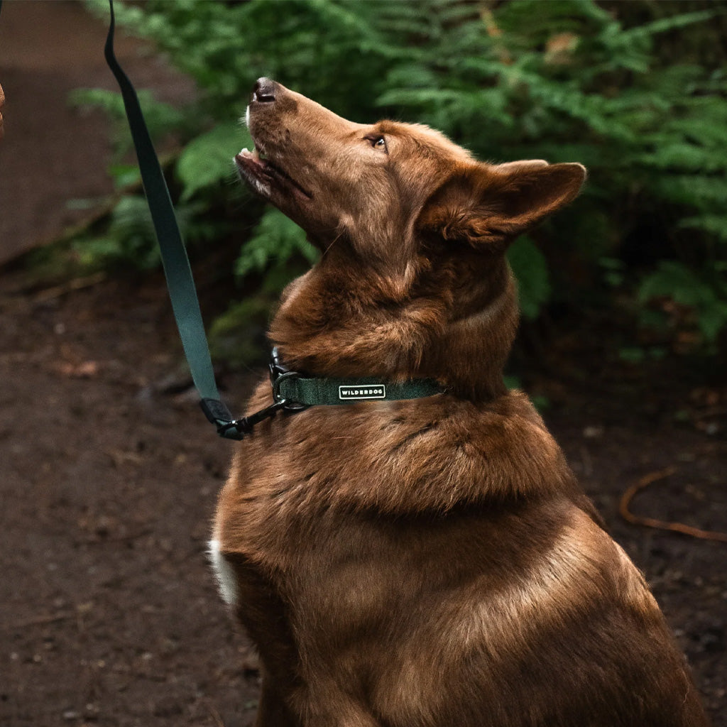 Cedar Waterproof Collar