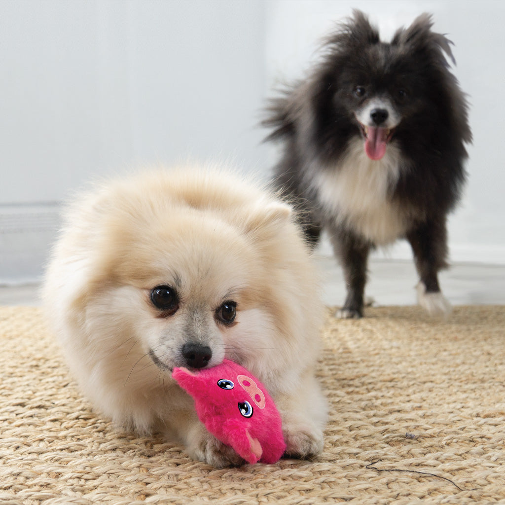 Cream-colored small dog holding a pink KONG Snuzzles Mini Pig toy, with a black-and-white dog behind it.