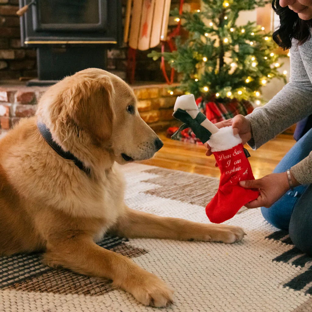 Dog playing with Good Dog Stocking