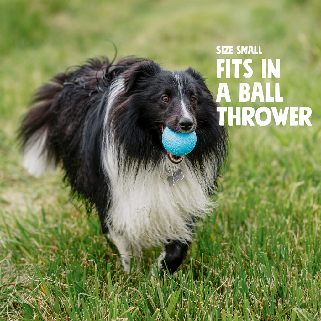 Dog playing with West Paw Boundr Ball 2 Pack