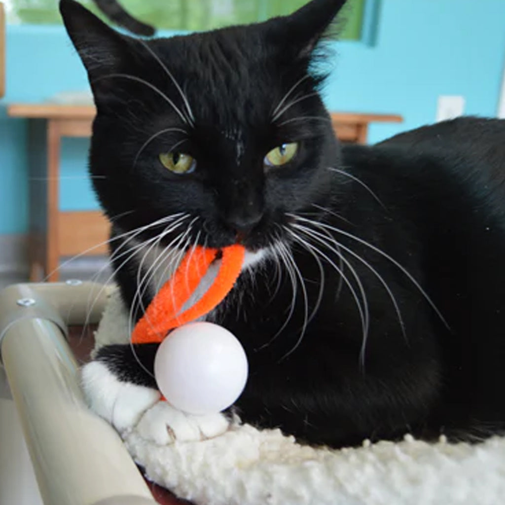 Black and white cat holding an orange Wiggly Pong tail in its mouth with the white ball between its front paws.