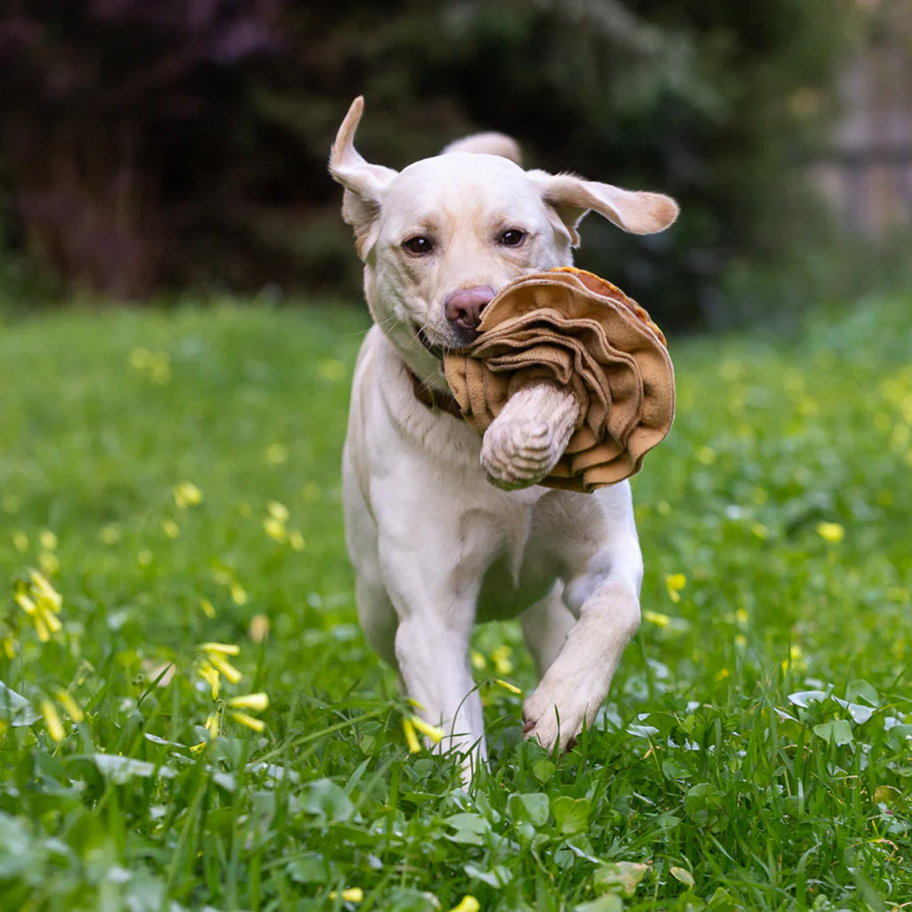dog running with Fun-Guy Mushroom Plush Toy in mouth
