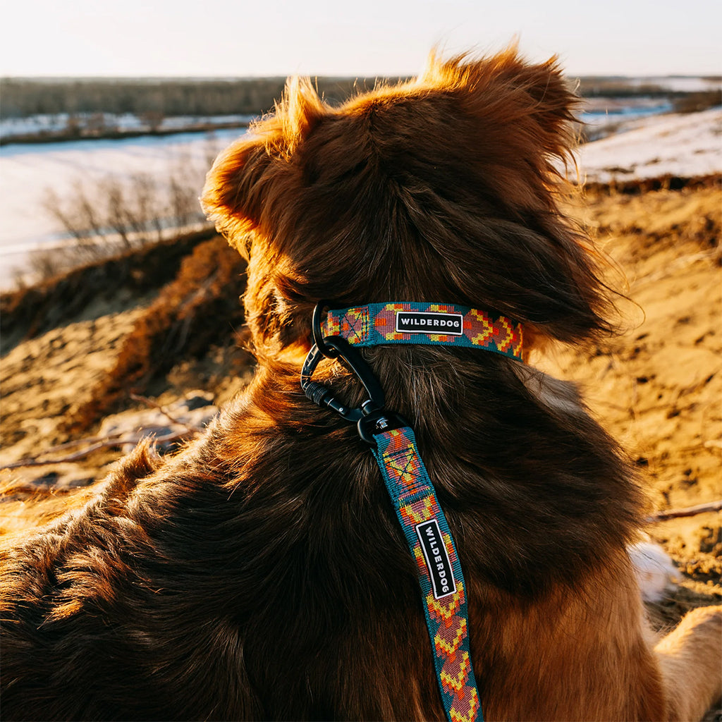 Dog wearing Havasu Ultralight Collar