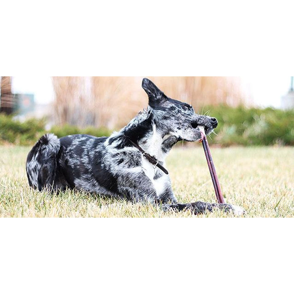 Dog chewing on 12" Thick Bully Stick Odor Free 8oz