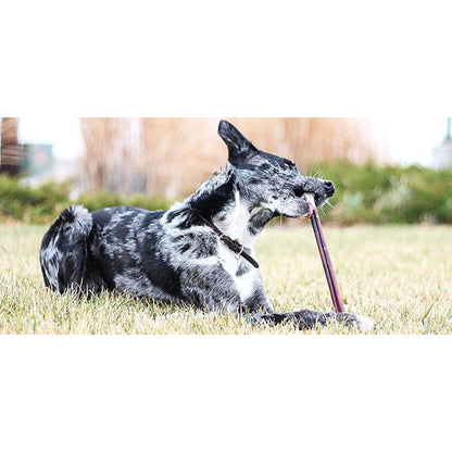 Dog chewing on 12" Thick Bully Stick Odor Free 8oz