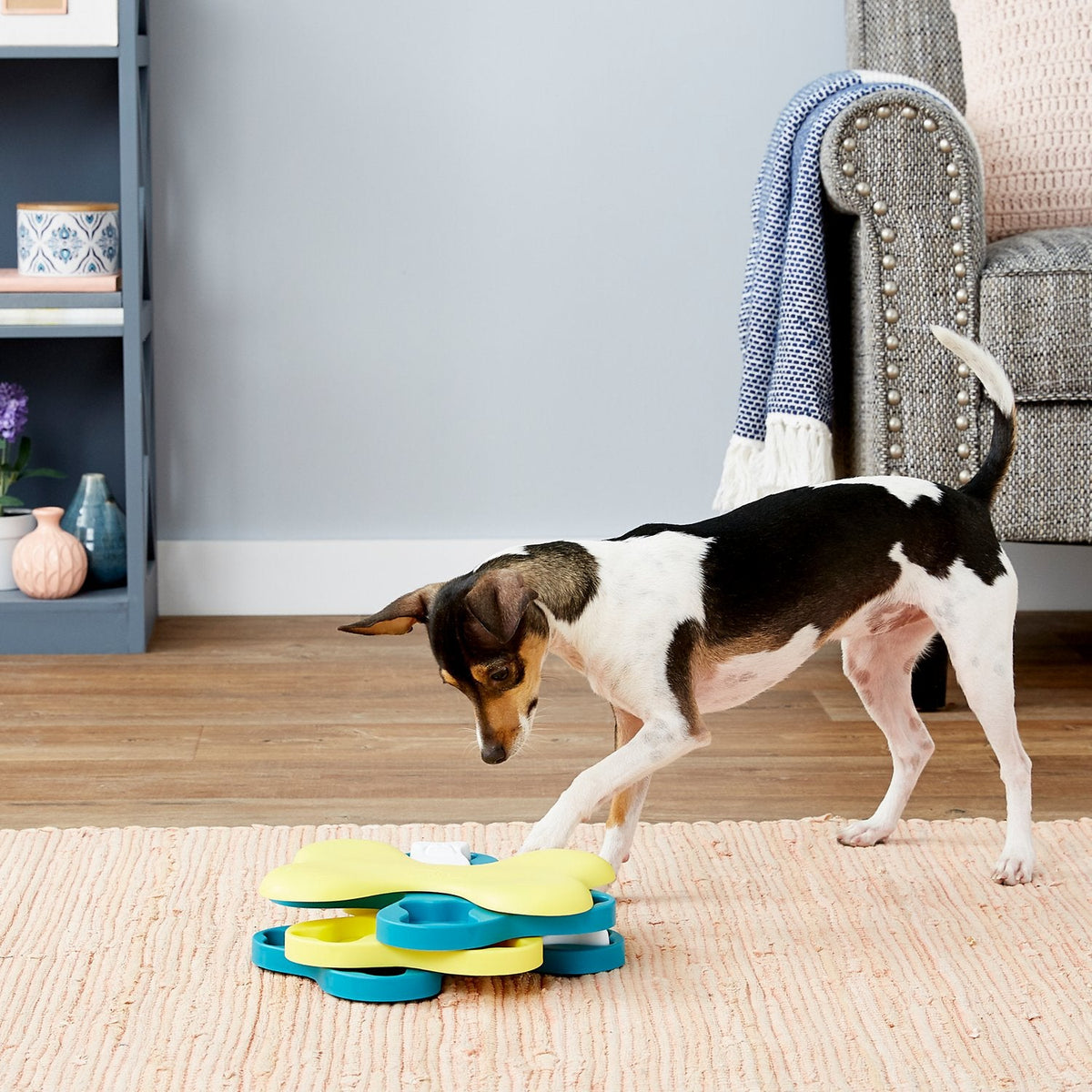 Small tricolor dog pawing at the yellow and blue Dog Tornado spinning treat puzzle on a living room rug.