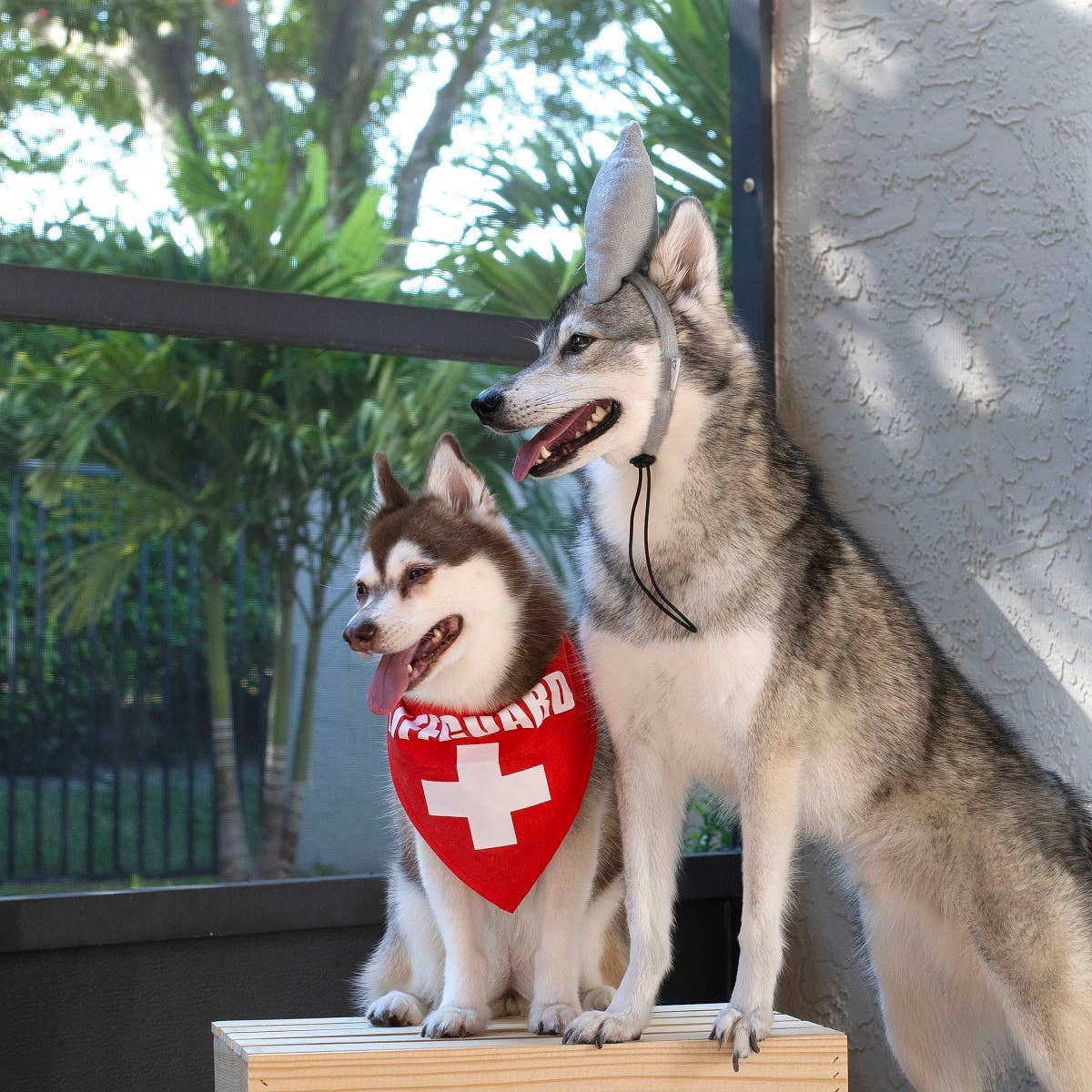 Midlee Shark vs. Lifeguard Halloween Dog Costume