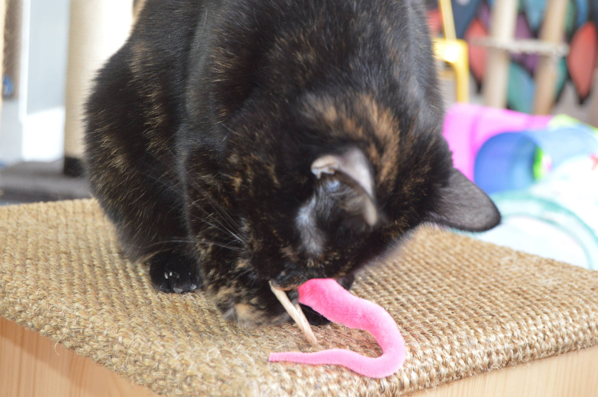 Cat playing with pink A-Lure-Ring - Ring with tail - Wand Attachment toy