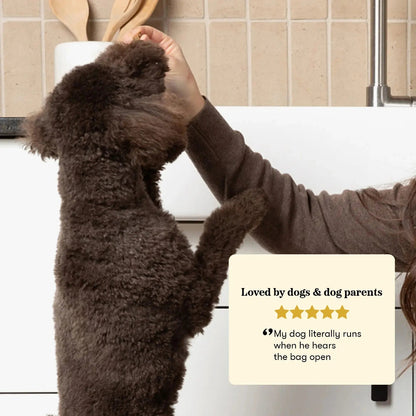Brown curly-coated dog beside a Plato Turkey with Pumpkin Real Strips pouch with a customer review graphic.