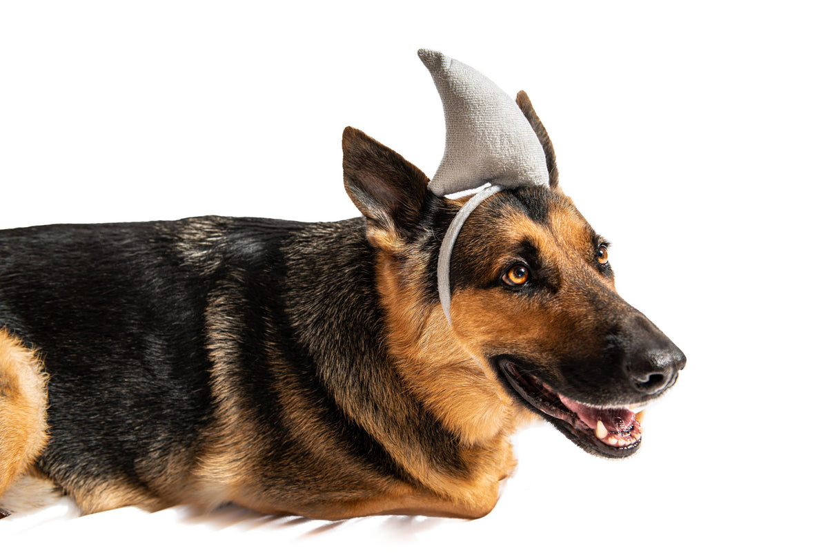 Midlee Shark vs. Lifeguard Halloween Dog Costume