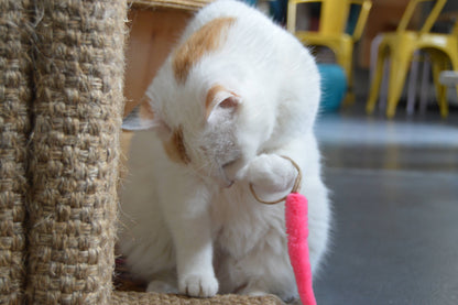 Cat playing with pink A-Lure-Ring - Ring with tail - Wand Attachment toy