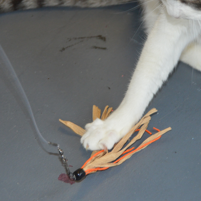 Close-up of a cat pinning a tan and orange Dezi & Roo Cuttlefish wand attachment to the floor with its white paw.