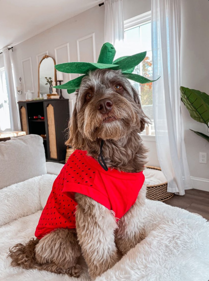 Midlee Strawberry Dog Costume