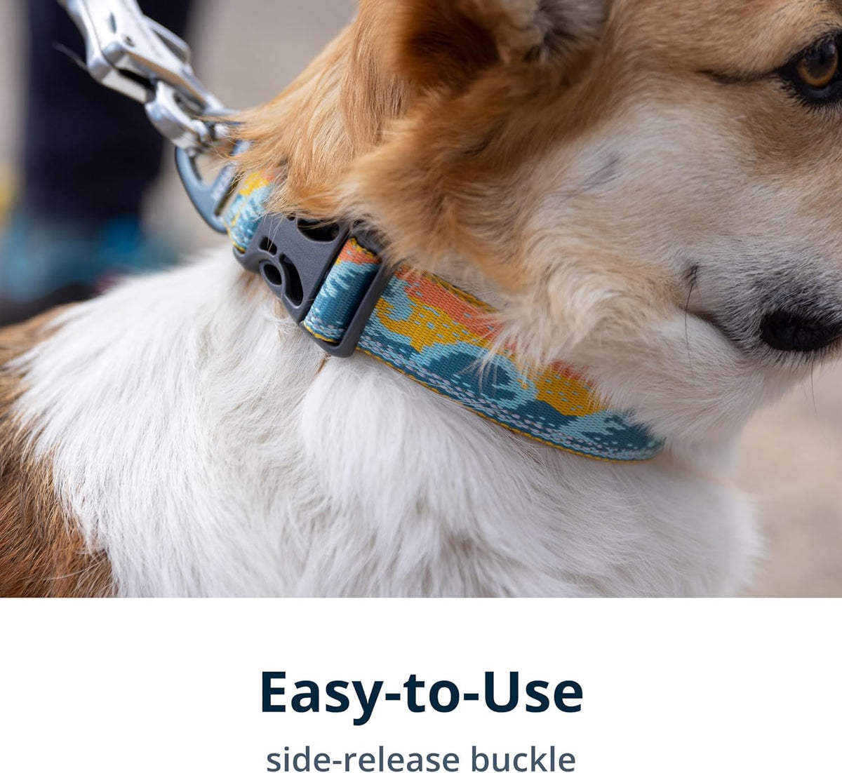 Dog wearing Crag Reflective Collar