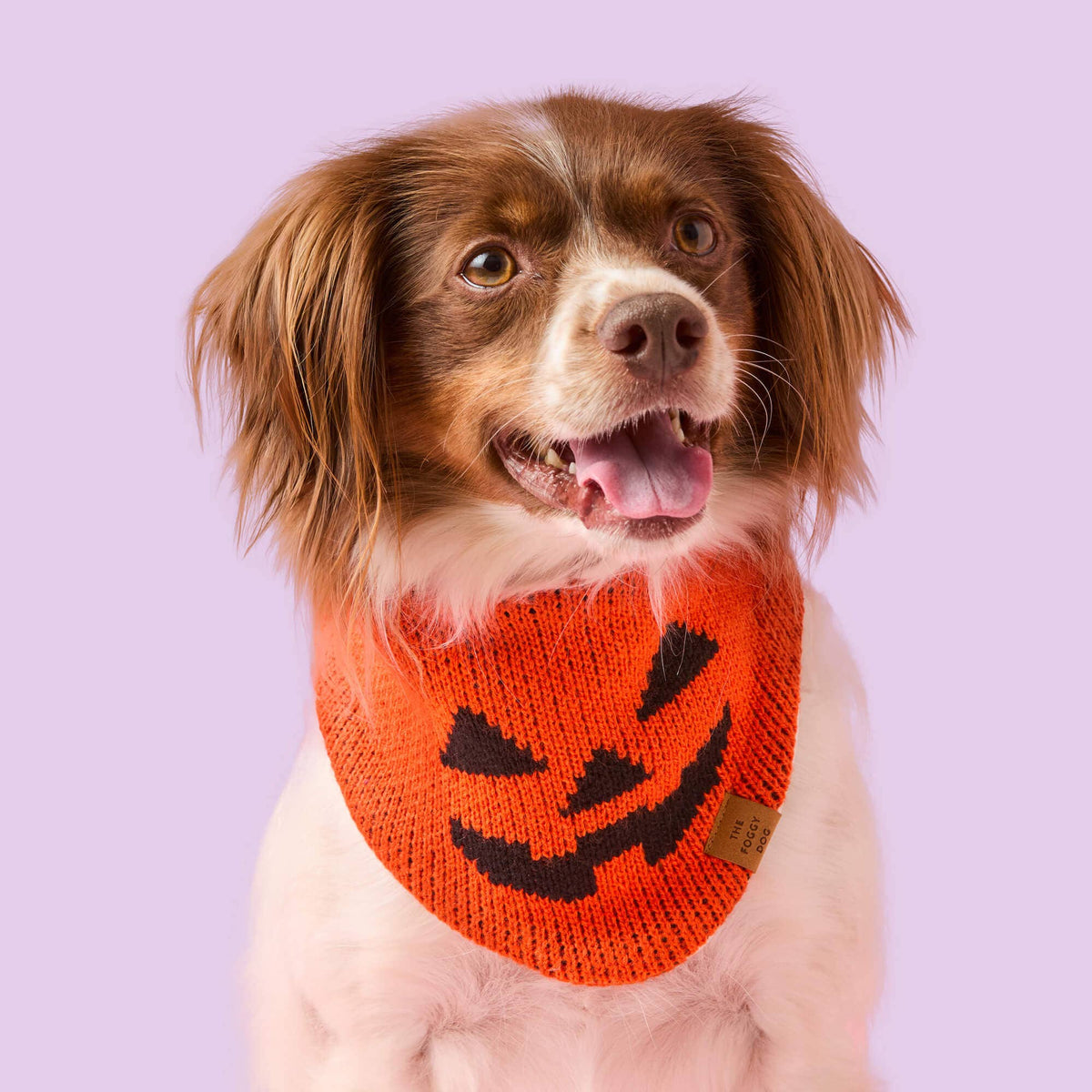 Small brown and white dog wearing The Foggy Dog orange Jack-o’-Lantern Knit bandana against a pink background