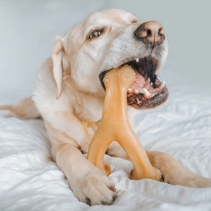 Dog chewing on Benebone Wishbone Chicken Flavor