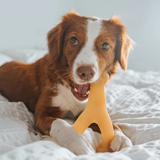 Dog chewing on Benebone Wishbone Chicken Flavor. 