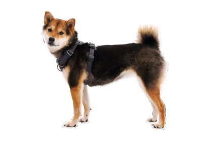 Front Range Harness Basalt Grey on a dog.