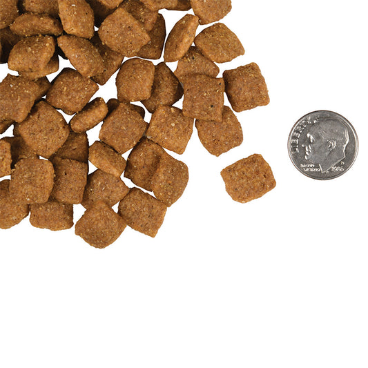 Gold Adult Canine compared in size to a dime. 
