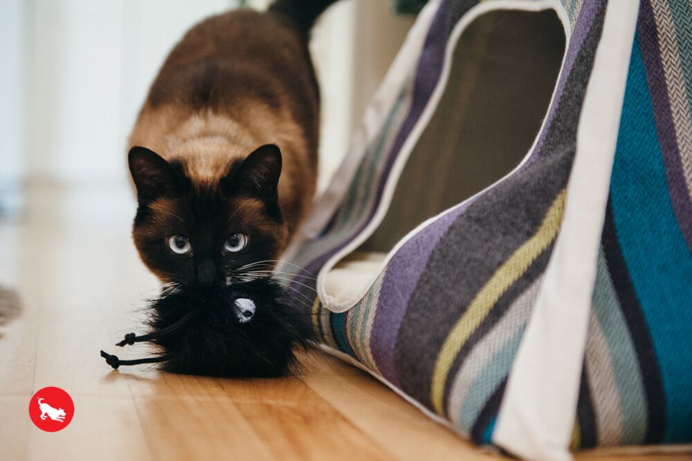 Brown cat with a dark face playing with P.L.A.Y. Frisky Furball catnip toy on a wooden floor beside a striped pet bed.