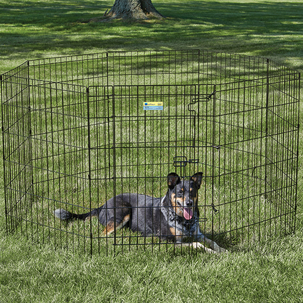 Dog in Contour Exercise Pen at the park