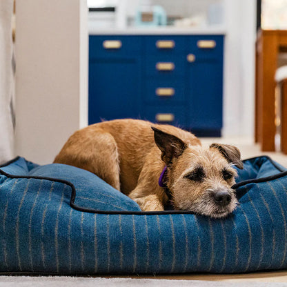 Dog laying on Manhattan Lounge Bed - The Chelsea