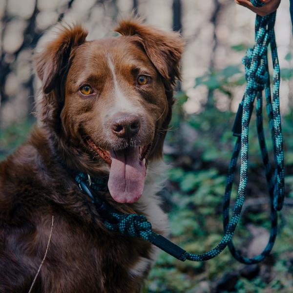 Rope Leash Granite