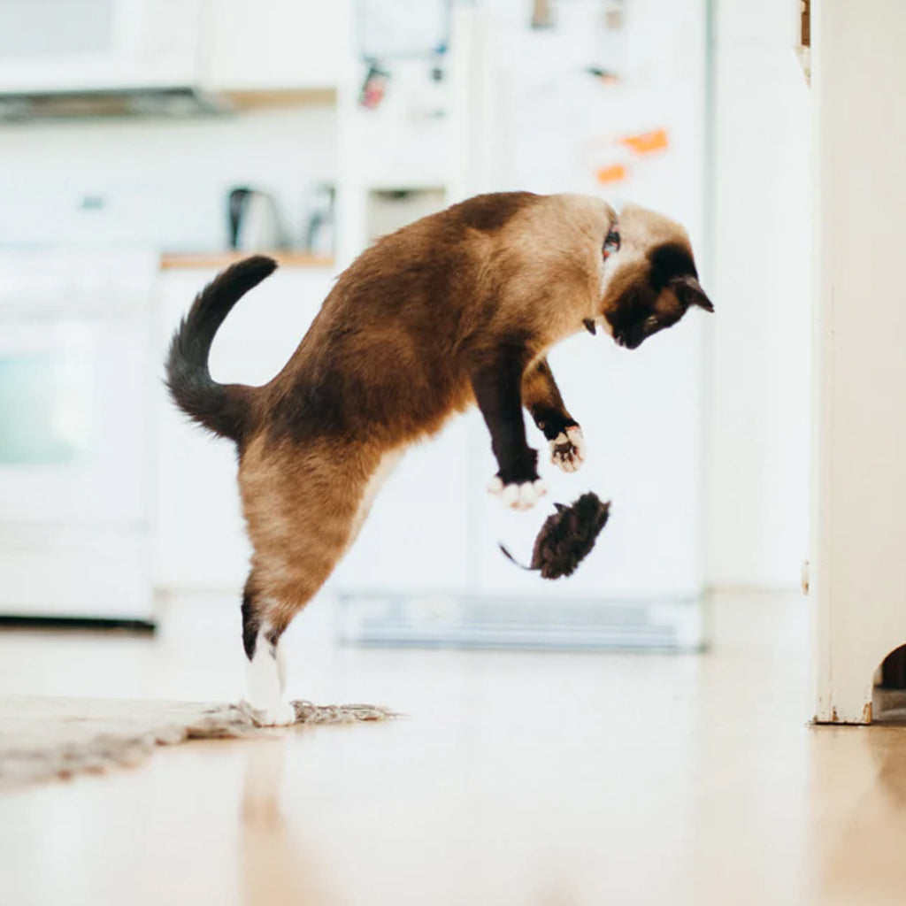 Cat playing with Feline Frenzy Catch a Meowse Catnip Toy