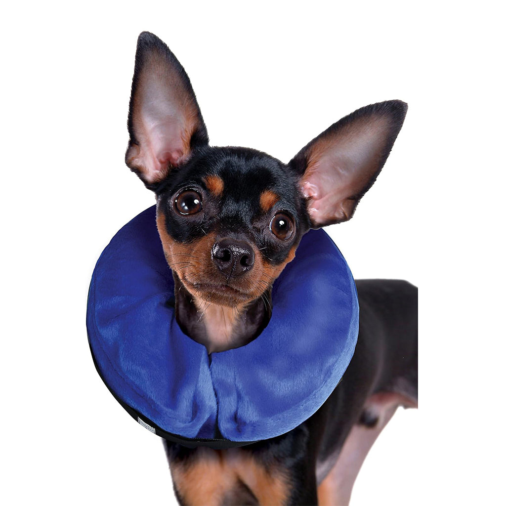 Small black-and-tan dog wearing a purple KONG Cloud inflatable recovery collar.